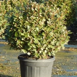 Olijfwilg Als Bol (Elaeagnus Ebbingei 'Compacta')