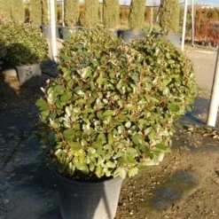 Olijfwilg Als Bol (Elaeagnus Ebbingei 'Compacta') -Aanbiedingen Hortus Groei Winkel olijfwilg bollen 6070cm 2