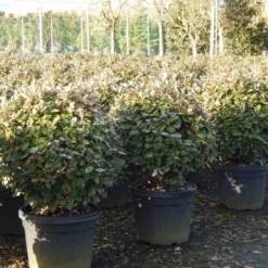 Olijfwilg Als Bol (Elaeagnus Ebbingei 'Compacta') -Aanbiedingen Hortus Groei Winkel olijfwilg bollen 6070cm 4 1
