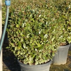 Olijfwilg Als Bol (Elaeagnus Ebbingei 'Compacta') -Aanbiedingen Hortus Groei Winkel olijfwilg bollen 6070cm 5