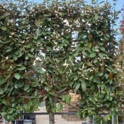 Olijfwilg Halfstam Als Leiboom (Elaeagnus Ebbingei) -Aanbiedingen Hortus Groei Winkel olijfwilg scherm