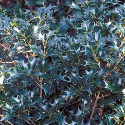 Schijnhulst (Osmanthus Heterophyllus) 1 Schijnhulst (Osmanthus Heterophyllus)