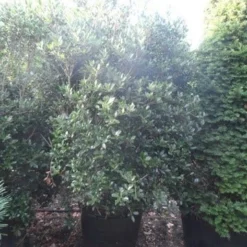 Schijnhulst (Osmanthus Heterophyllus) 10 Schijnhulst (Osmanthus Heterophyllus) -Aanbiedingen Hortus Groei Winkel osmanthus heterophyllus 175 200 c160 extra 1