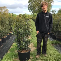 Schijnhulst (Osmanthus Heterophyllus) 13 Schijnhulst (Osmanthus Heterophyllus) -Aanbiedingen Hortus Groei Winkel osmanthus heterophyllus h100120cm 1