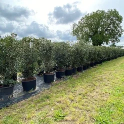 Schijnhulst (Osmanthus Heterophyllus) 14 Schijnhulst (Osmanthus Heterophyllus) -Aanbiedingen Hortus Groei Winkel osmanthus heterophyllus h120140cm 1 1