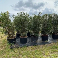 Schijnhulst (Osmanthus Heterophyllus) 15 Schijnhulst (Osmanthus Heterophyllus) -Aanbiedingen Hortus Groei Winkel osmanthus heterophyllus h120140cm 2 1