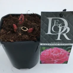 Pioenroos (Paeonia Dr. 'Alexander Fleming') -Aanbiedingen Hortus Groei Winkel paeonia alexander fleming v1 2