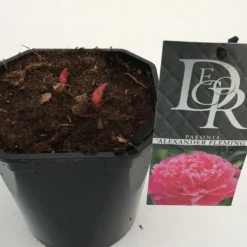 Pioenroos (Paeonia Dr. 'Alexander Fleming') -Aanbiedingen Hortus Groei Winkel paeonia alexander fleming v2 2