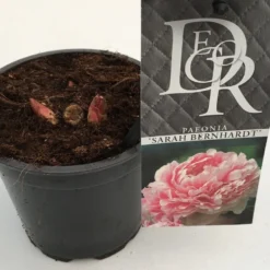 Pioenroos (Paeonia 'Sarah Bernhardt') -Aanbiedingen Hortus Groei Winkel paeonia sarah berhardt p12 2