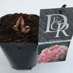 Pioenroos (Paeonia 'Sarah Bernhardt') -Aanbiedingen Hortus Groei Winkel paeonia sarah bernhardt v1 2