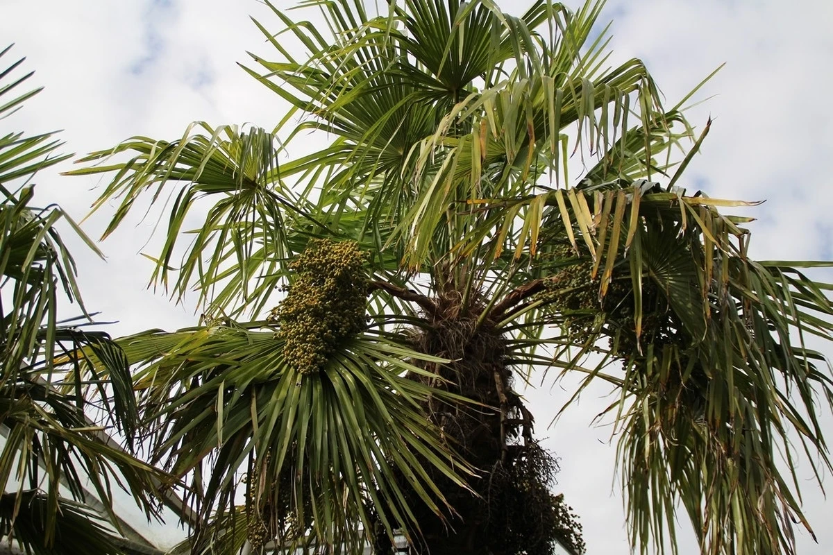 Winterharde Palm (Trachycarpus Fortunei) 6 Winterharde Palm (Trachycarpus Fortunei) - Afbeelding 6