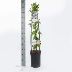 Passiebloem (Passiflora Caerulea) -Aanbiedingen Hortus Groei Winkel passiflora caerulea1.00 1.25