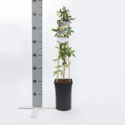 Passiebloem (Passiflora Caerulea) -Aanbiedingen Hortus Groei Winkel passiflora caerulea