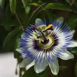 Passiebloem (Passiflora Caerulea) -Aanbiedingen Hortus Groei Winkel passiflora caerulea 16