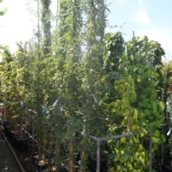 Passiebloem (Passiflora Caerulea) -Aanbiedingen Hortus Groei Winkel passiflora caerulea 300 400 c25