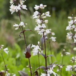 Borderpakket Groen, Paars En Oranje 6 Borderpakket Groen, Paars En Oranje -Aanbiedingen Hortus Groei Winkel penstemonhuskerredv01