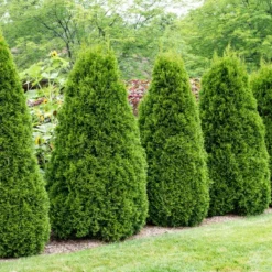Thuja (Thuja Occidentalis 'Pyramidalis Compacta')