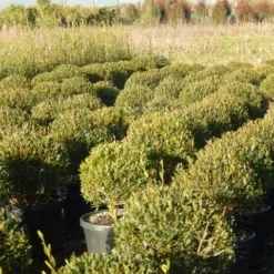 Steenlinde Als Bol (Phillyrea Angustifolia) 13 Steenlinde Als Bol (Phillyrea Angustifolia) -Aanbiedingen Hortus Groei Winkel phillyrea angustifolia 1