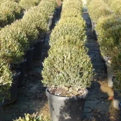 Steenlinde Als Bol (Phillyrea Angustifolia) 12 Steenlinde Als Bol (Phillyrea Angustifolia) -Aanbiedingen Hortus Groei Winkel phillyrea angustifolia 3