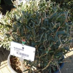 Steenlinde Als Bol (Phillyrea Angustifolia) 10 Steenlinde Als Bol (Phillyrea Angustifolia) -Aanbiedingen Hortus Groei Winkel phillyrea angustifolia bol