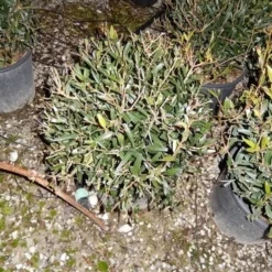 Steenlinde Als Bol (Phillyrea Angustifolia) 9 Steenlinde Als Bol (Phillyrea Angustifolia) -Aanbiedingen Hortus Groei Winkel phillyrea angustifolia bol