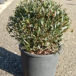 Steenlinde Als Bol (Phillyrea Angustifolia)