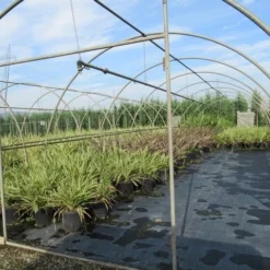 Nieuw Zeelands Vlas (Phormium Tenax) -Aanbiedingen Hortus Groei Winkel phormium 2 1