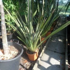 Nieuw Zeelands Vlas (Phormium Tenax) -Aanbiedingen Hortus Groei Winkel phormium tenax c7 1