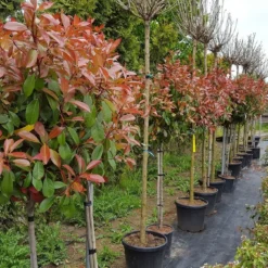Glansmispel Op Stam (Photinia Fraseri 'Red Robin') -Aanbiedingen Hortus Groei Winkel photinia