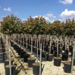 Glansmispel Op Stam (Photinia Fraseri 'Red Robin') -Aanbiedingen Hortus Groei Winkel photinia 120 140cm stam