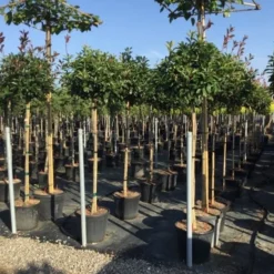 Glansmispel Op Stam (Photinia Fraseri 'Red Robin') -Aanbiedingen Hortus Groei Winkel photinia 120 140cm stam 2