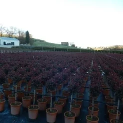 Glansmispel Op Stam (Photinia Fraseri 'Carré Rouge') -Aanbiedingen Hortus Groei Winkel photinia carre rouge
