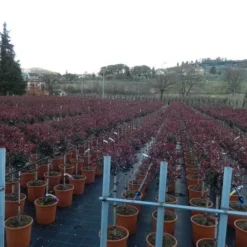 Glansmispel Op Stam (Photinia Fraseri 'Carré Rouge') -Aanbiedingen Hortus Groei Winkel photinia carre rouge 3
