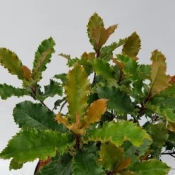 Glansmispel (Photinia Serratifolia ‘Crunchy’) -Aanbiedingen Hortus Groei Winkel photinia fraseri crunchy week 22 detail 1600x1200