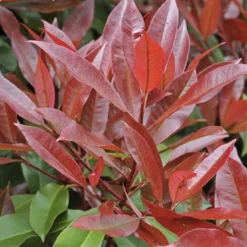Glansmispel Meeneemhaag (Photinia Fraseri 'Red Robin') -Aanbiedingen Hortus Groei Winkel photinia fraseri red robin01 4 1