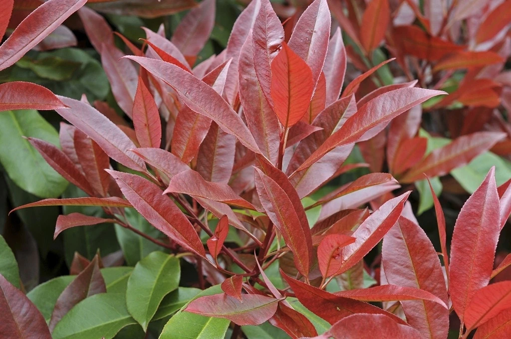 Glansmispel Als Leiboom (Photinia Fraseri 'Red Robin') 1 Glansmispel Als Leiboom (Photinia Fraseri 'Red Robin')