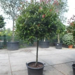 Glansmispel Op Stam (Photinia Fraseri 'Red Robin') -Aanbiedingen Hortus Groei Winkel photinia fraseri red robin 100stam c160 solitair
