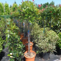 Glansmispel Op Stam (Photinia Fraseri 'Red Robin') -Aanbiedingen Hortus Groei Winkel photinia fraseri red robin 100stam c20