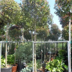 Glansmispel Als Boom (Photinia Fraseri 'Red Robin') -Aanbiedingen Hortus Groei Winkel photinia fraseri red robin 12 14 16ho cont