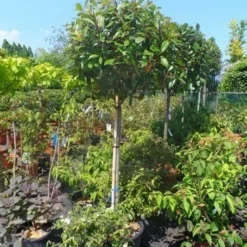 Glansmispel Op Stam (Photinia Fraseri 'Red Robin') -Aanbiedingen Hortus Groei Winkel photinia fraseri red robin 120stam c50 extra