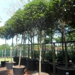 Glansmispel Als Boom (Photinia Fraseri 'Red Robin') -Aanbiedingen Hortus Groei Winkel photinia fraseri red robin 18 20ho c160