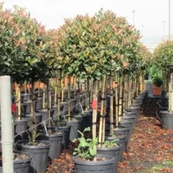 Glansmispel Op Stam (Photinia Fraseri 'Red Robin') -Aanbiedingen Hortus Groei Winkel photinia fraseri red robin halfstam 6