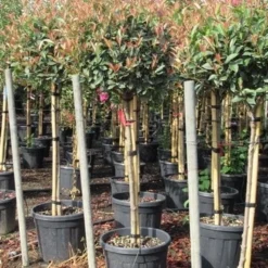 Glansmispel Op Stam (Photinia Fraseri 'Red Robin') -Aanbiedingen Hortus Groei Winkel photinia fraseri red robin halfstam 7