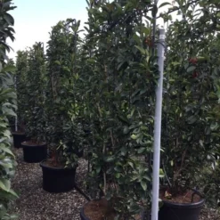 Glansmispel Als Leivorm (Photinia Fraseri 'Red Robin') -Aanbiedingen Hortus Groei Winkel photinia lage leivorm c60 1