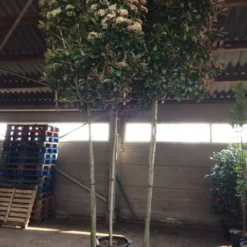 Glansmispel Als Leiboom (Photinia Fraseri 'Red Robin') 8 Glansmispel Als Leiboom (Photinia Fraseri 'Red Robin') -Aanbiedingen Hortus Groei Winkel photinia lei 12 14cm