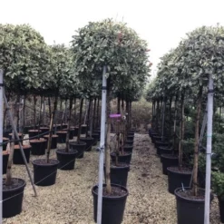 Glansmispel Op Stam (Photinia Fraseri 'Pink Marble') -Aanbiedingen Hortus Groei Winkel photinia pink marble02