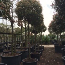 Glansmispel Als Boom (Photinia Fraseri 'Red Robin') -Aanbiedingen Hortus Groei Winkel photinia red robin 2025