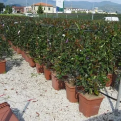 Glansmispel Als Leivorm (Photinia Fraseri 'Red Robin') -Aanbiedingen Hortus Groei Winkel photinia red robin 52x110 leivorm 1