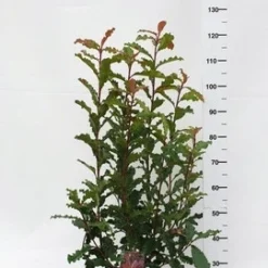 Glansmispel (Photinia Serratifolia ‘Crunchy’) -Aanbiedingen Hortus Groei Winkel photinia serratifolia crunchy week 45 2019 1600x1200