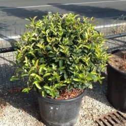 Glansmispel Als Bolvorm (Photinia Fraseri 'Carré Rouge') -Aanbiedingen Hortus Groei Winkel photiniacarrerougebal02